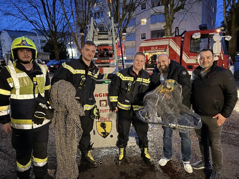 Papagei mittels Feuerwehrdrehleiter in Villach gerettet (Bild 1)